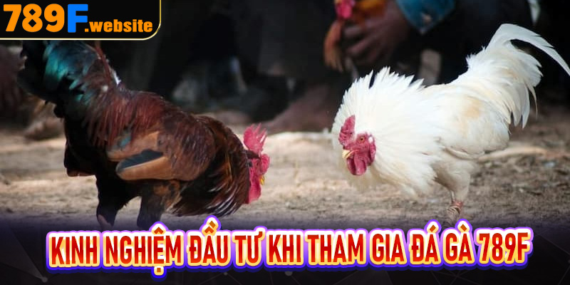 Kinh nghiệm đầu tư khi tham gia đá gà 789F
