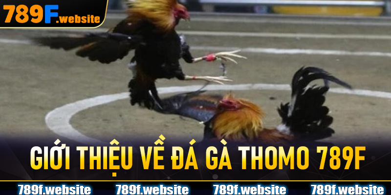 Giới thiệu về Đá Gà Thomo 789F