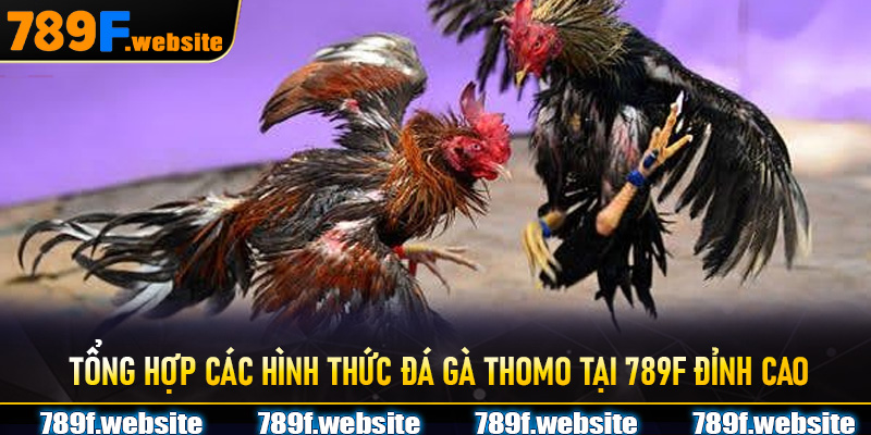 Tổng hợp các hình thức Đá Gà Thomo tại 789F đỉnh cao