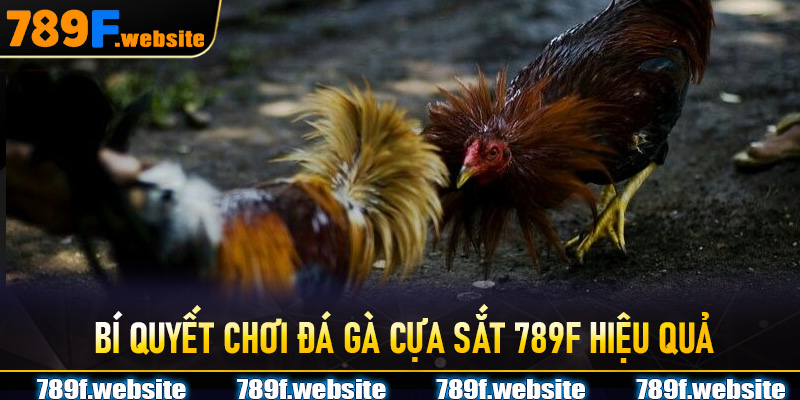 Bí quyết chơi Đá Gà Cựa Sắt 789F hiệu quả